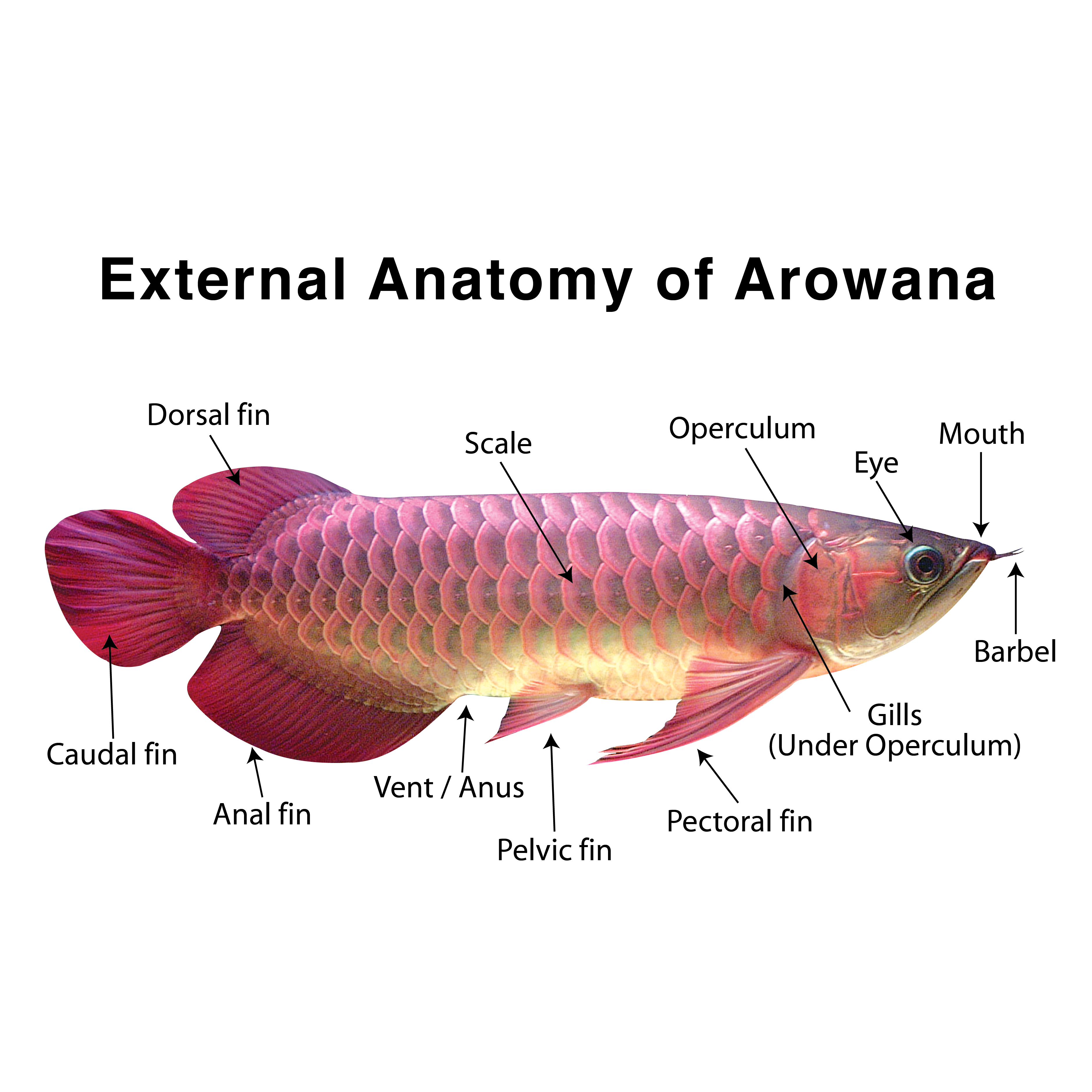 Download 97+ Background Aquarium Arwana HD Gratis